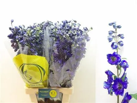 Stračonôžky (Delphinium)