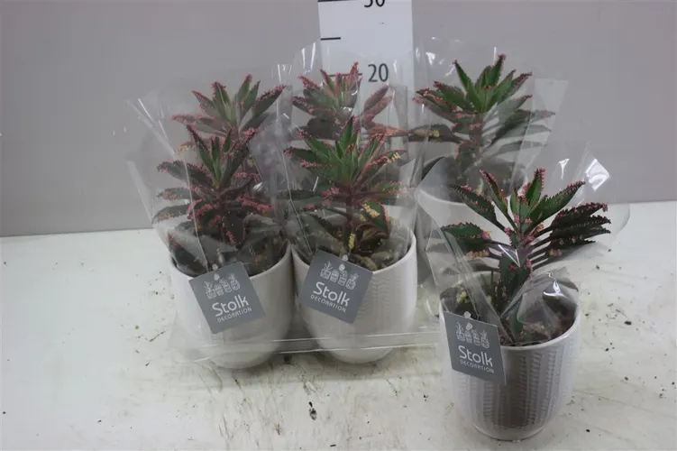 Kalanchoe Pink Special Liv v keramike črepník 12 cm