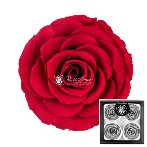 Stabilizovaná ruža Bella ⌀ 7 cm, červená RED02