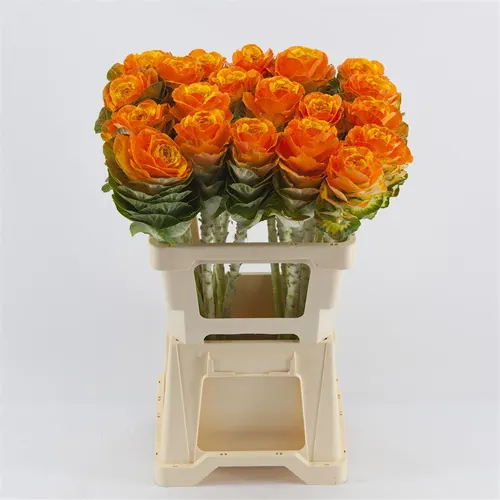 Brassica Painted Orange Yellow 60 cm