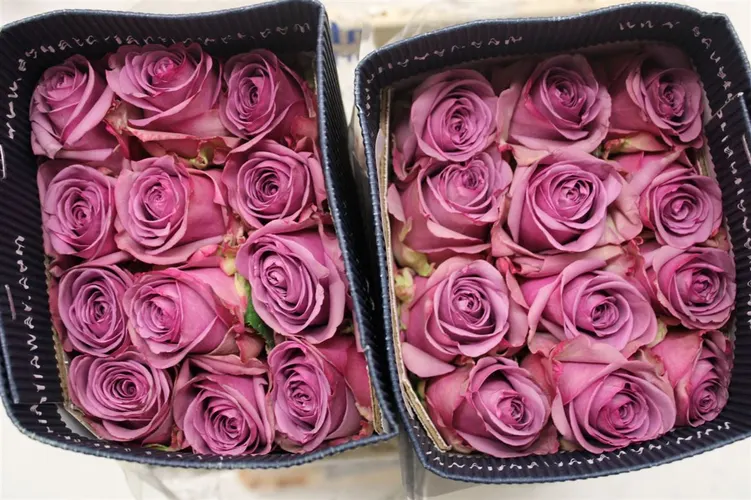 Rosa Gr Ec Cool Water 50 cm