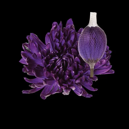Chr G Antonov Dark Violet 70 cm