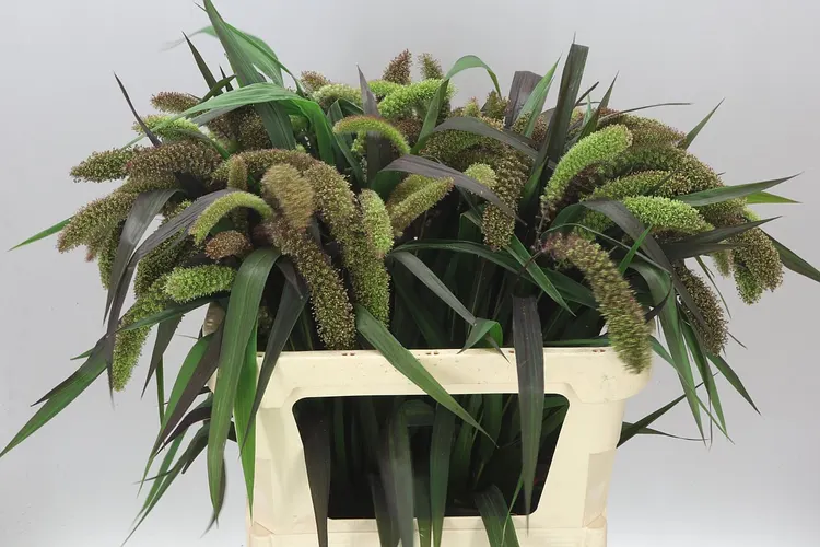 Setaria It Red Jewel 75 cm
