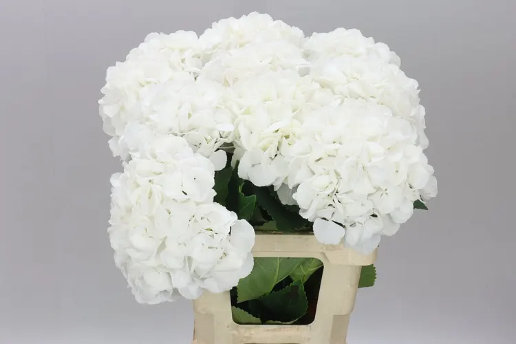 Hyd Princes White 60 cm