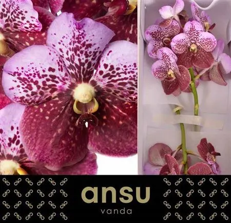 Orchidea Vanda Divana Pink Mahoga 30 cm