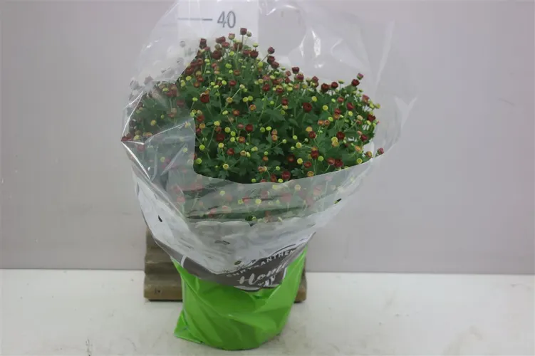 Chrysanth Bol Jasoda Orange črepník 19 cm