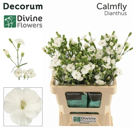 Di Solomio Calmfly 60 cm