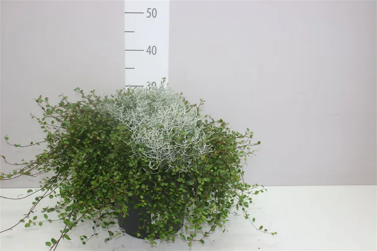 Calocephalus/muehlenbeckia Xl črepník 23 cm