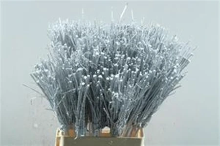 Stems Silver+gl, sušené 65 cm