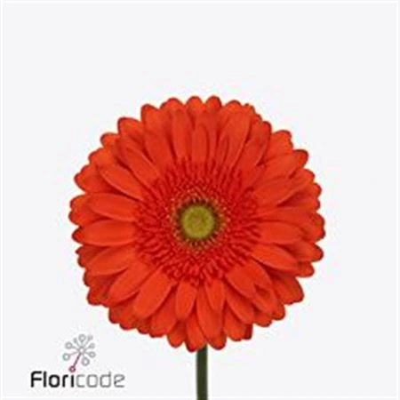 Gerbera Atlanta 45 cm