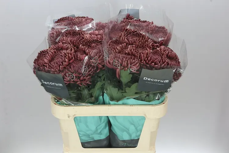 Chryzantéma veľkokvetá Bigoudi Red 75 cm