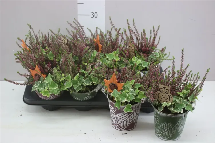 Arr Tuinplanten In Zink črepník 12 cm