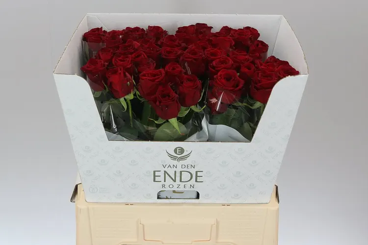 Ruža Red Naomi Ende New 60 cm