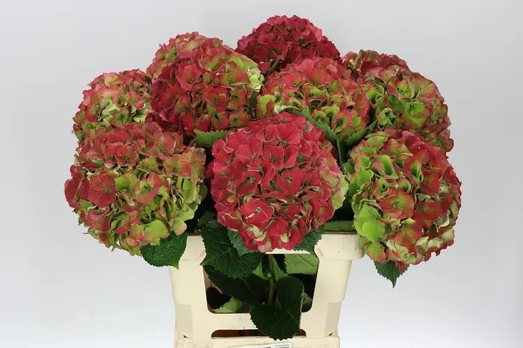 Hortenzia Palace Green Red Classic 60 cm