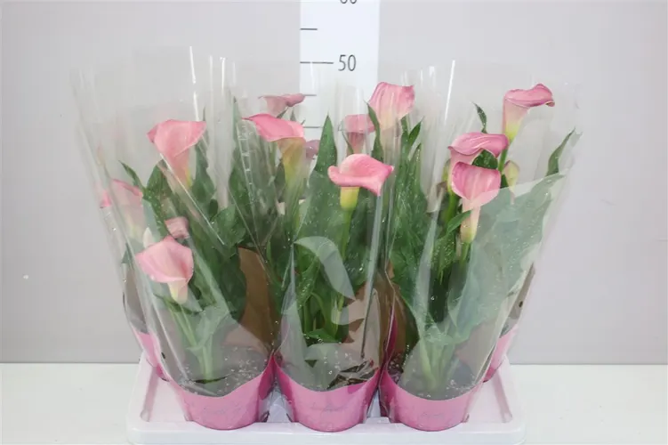 Zant Roze črepník 14 cm