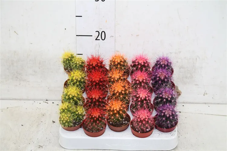 Echinocactus Rainbow mix črepník 5,5 cm