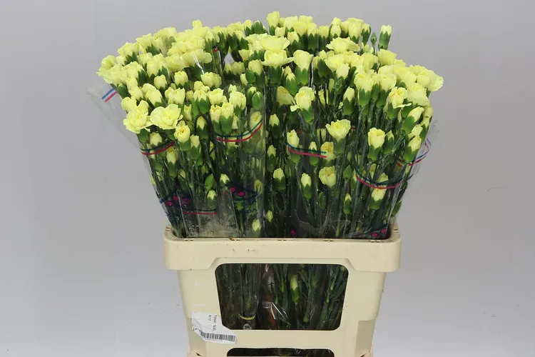 Di Tr. Col. Yellow 60 cm