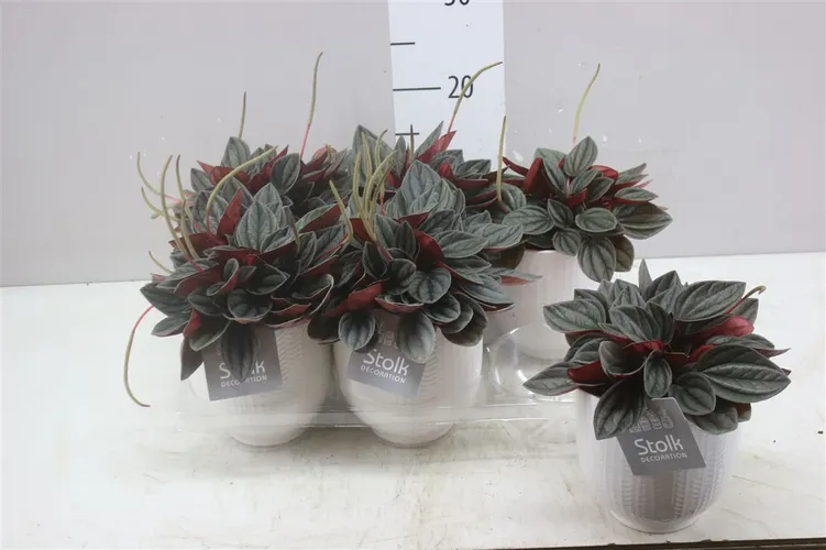 Peperomia Santorini Liv Keramiek črepník 13 cm