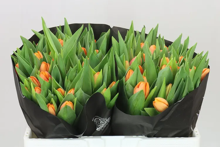 Tulipán jednoduchý Time Out 40 cm