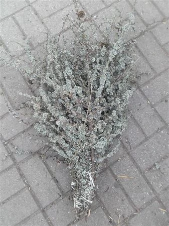 Larix Bigg Bunch 75 cm