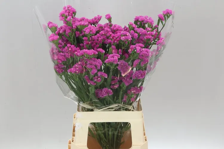 Lim. S Raspberry Wings 75 cm