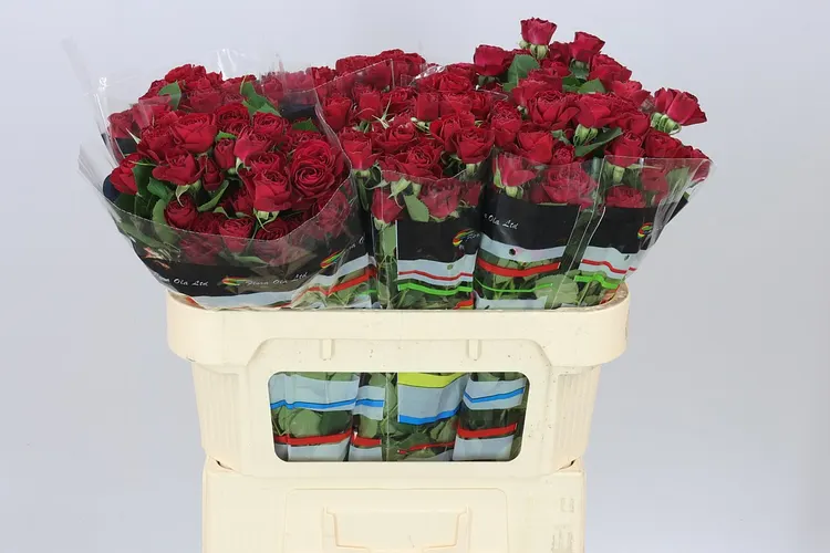 Rosa Tr Red Trendsetter 70 cm
