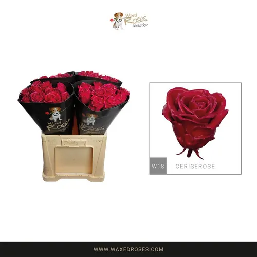 R Wx Cerise Rose W18 60 cm