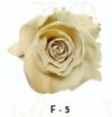 Ruža farbená F 5, Ekvádor 50 cm