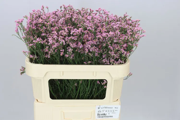 Lim. Sin Blush Dia 70 cm