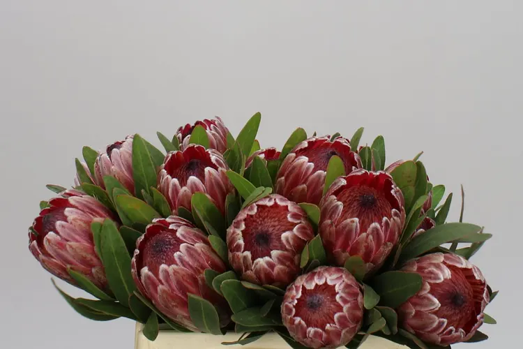 Protea Pink Ice 40 cm