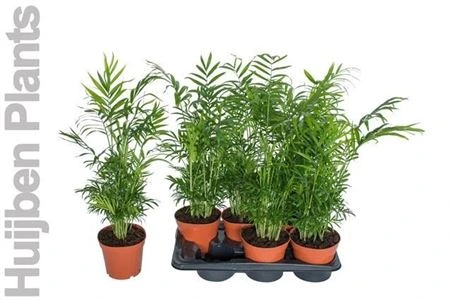 Chamaedorea Elegans črepník 17 cm