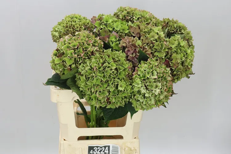 Hortenzia Rodeo Green Classic 60 cm