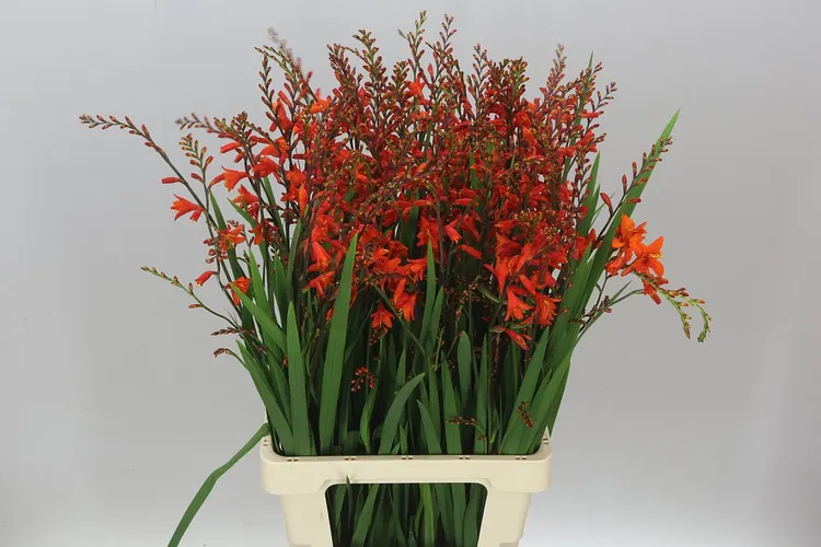 Crocosmia Red King 75 cm