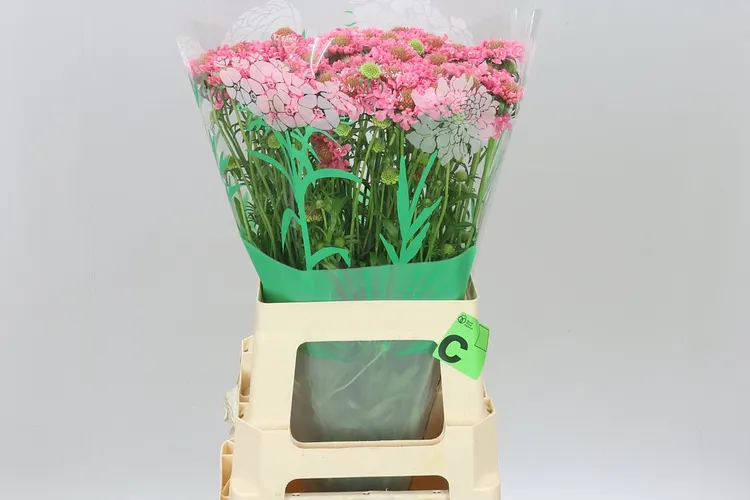 Scabiosa Atr Cotton Candy Scoop 65 cm