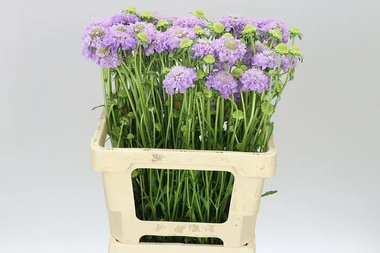 Scabiosa Atr Lavender Scoop 60 cm