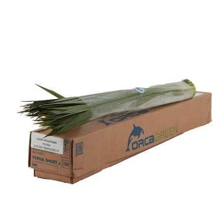 Typhablad 70 cm