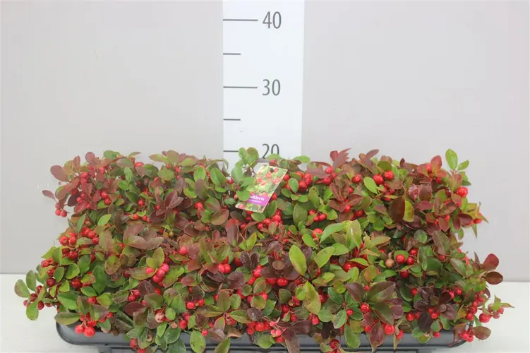 Gaultheria Procumb črepník 10,5 cm
