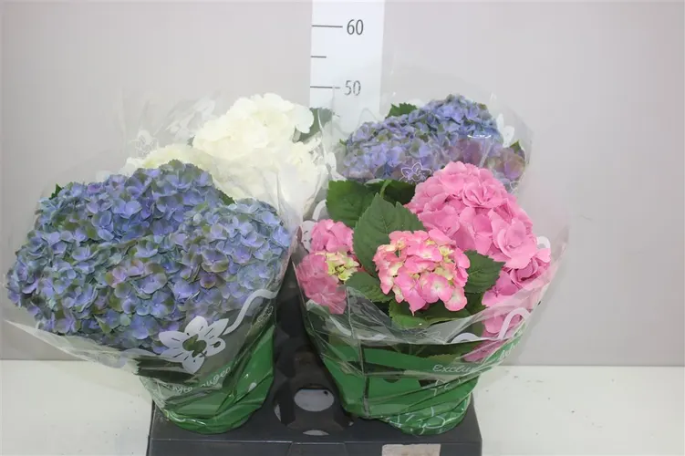 Hortenzia črepníková mix 6-7 črepník 14 cm