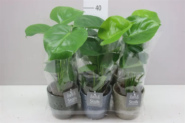 Monstera Deliciosa Gaia Keramiek črepník 13 cm