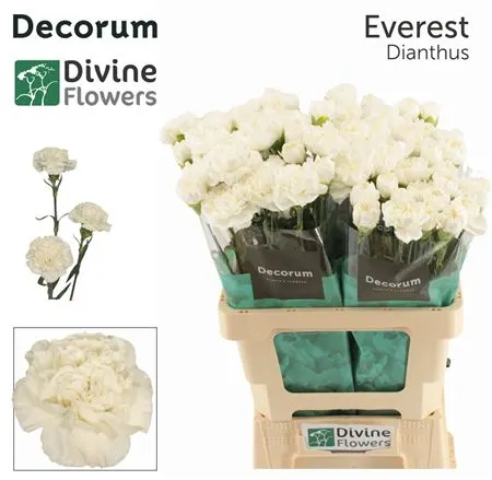 Di St H. Everest 60 cm