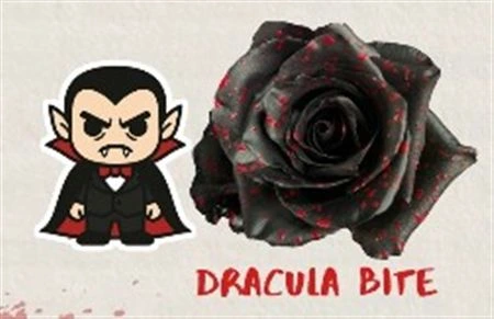 Ruža farbená Hw Dracula Bite, Ekvádor 50 cm