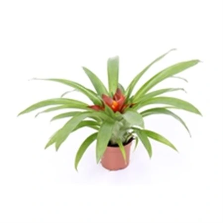 Guzmania Blitz črepník 9 cm