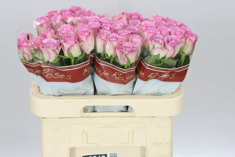 Rosa Gr Thriller 60 cm