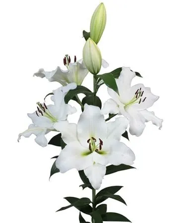Lil Or Petacas 90 cm