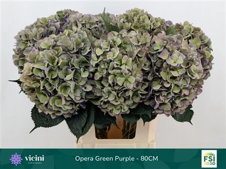 Hortenzia Opera Classic 80 cm