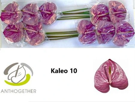 Antúrium Kaleo