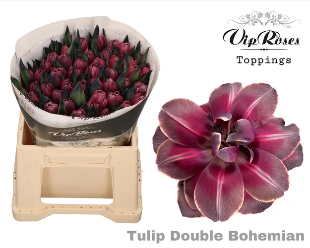 Tu Du Double Bohemian 38 cm
