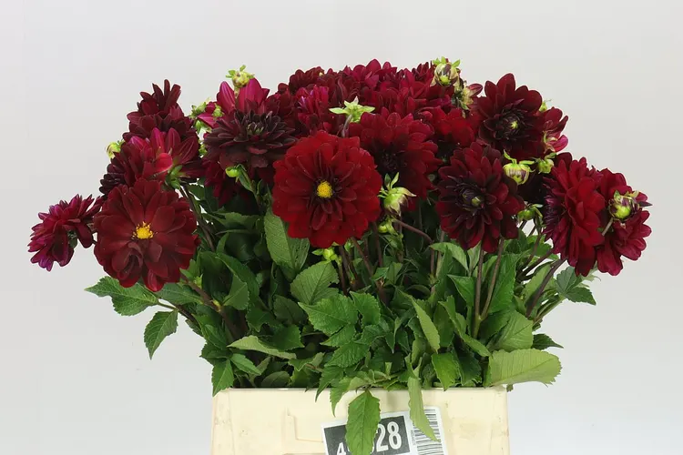 Dahlia Arabian Night 45 cm