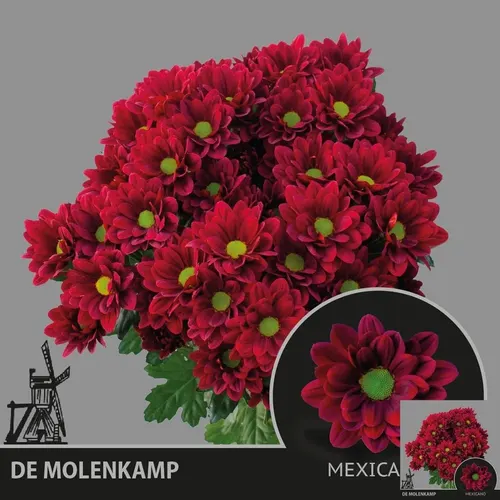 Chryzantéma trsová Mexicano 68 cm