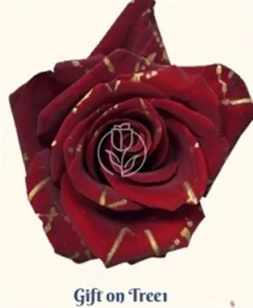 Rosa Gr Ec Tinted Gift On Trees 50 cm